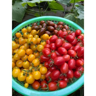 Bộ 3 gói x5 hạt cà chua bi (, vàng đỏ, sô cô la, ngọt hoa quả , cây leo MIỀN BẮC)+2 túi giá thể ươm 0.5 kg