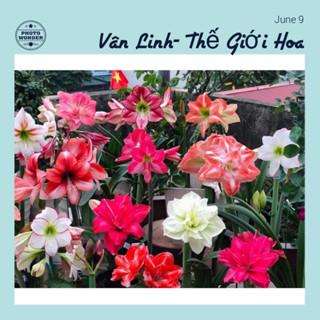 Củ Hoa Huệ Tây , Lan Huệ Cánh kép Nhập khẩu