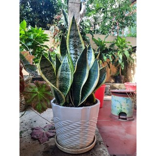 Cây lưỡi hổ viền vàng - cao 20cm