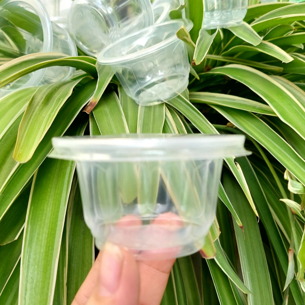 Hộp đựng rau câu Bông Mai (50 cái, có nắp) ly đựng rau câu, bánh flan-quannaocungcan126