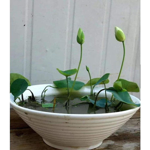 10 kg Đất bùn trồng sen, đất phù sa, phơi khô và đất ước bảo đảm tốt cho sen súng.