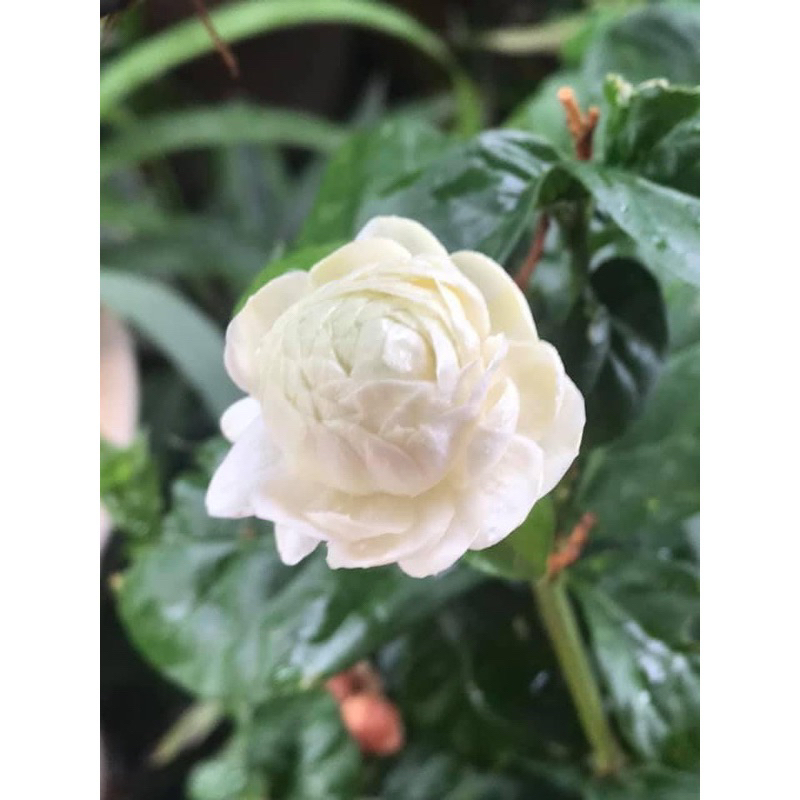 Cây nhài 3 lá cao 40cm trở lên