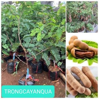 Cây me thái ngọt ,cây ghép