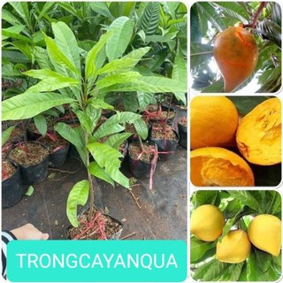 Cây giống trứng gà