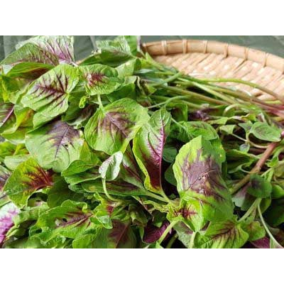 Hạt Giống Dền Tiều Cao Sản Phú Nông - Gói 20g -50g - Amaranth Red & Green Leaves