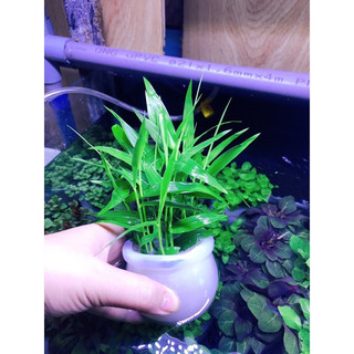 Tre thuỷ sinh 1 cây . mua 5 cây tặng 5 cây