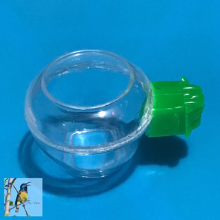 Cóng ăn uống tai hổ xanh, cho chim cảnh