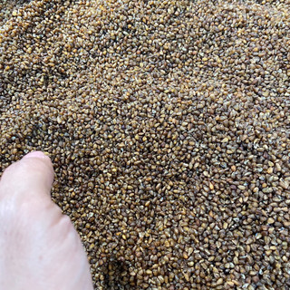 Hạt kiều mạch đen