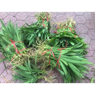 Cây giống lá dứa20-25cm