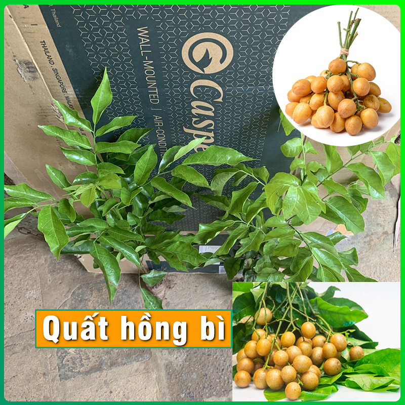 Cây quất hồng bì cây giống kèm bầu đất cao 40cm phát triển tốt cực sai quả toả bóng mát sân vườn