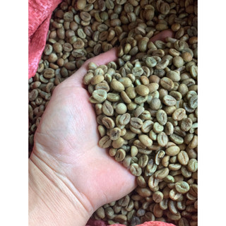 (Tỉ Lệ Chín 95%) 1kg cà phê nhân xanh Robusta Đăk Nông Nhân Sống chưa rang