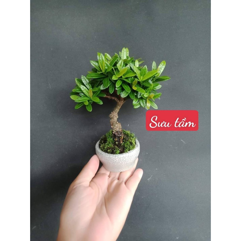 Chậu mini gốm bát tràng đất nung sen đá bonsai mini