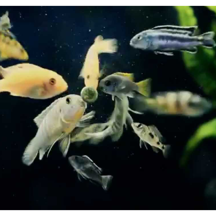 Novo fect - Thức ăn viên dán chứa tảo cho bể cá thủy sinh JBL Đức