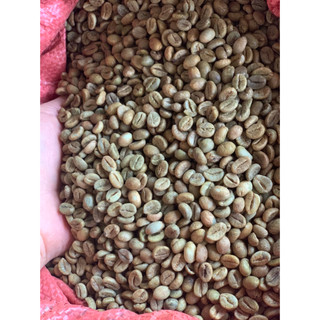 Cà Phê Nhân Sống Robusta chưa rang xay nguyên chất sạch vỏ, đủ độ ẩm