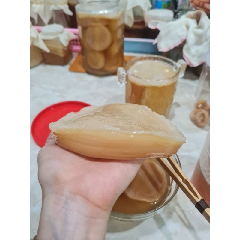 Scoby làm kombucha - scoby siêu khỏe mập ú.