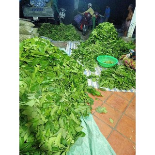 2KG LÁ ỔI NON CẮT NHỎ PHƠI KHÔ- LÁ LỤA