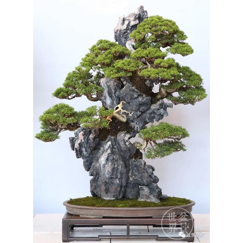 Đá Tai Mèo 1Kg Size 4 viên trang trí tiểu cảnh,bể cá,ghép đá bonsai ,Bonsai Handmade 17, Bonsai mini để bàn,bonsai