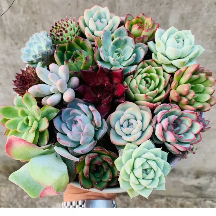 Combo sen đá vỉ TQ size 2-4cm thuần khí hậu màu siêu khỏe đẹp lỗi 1 dổi 1