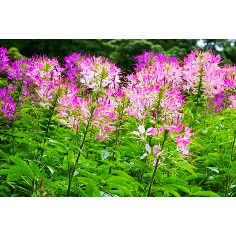 Hạt Giống Hoa Túy Điệp