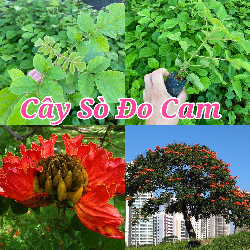Cây giống Sò Đo Cam Chuông Đỏ, Đỉnh Phượng Hoàng cây cao 20-25cm ( mua 10 tặng 1 ) #cây_giống #cây_sò_đo_cam
