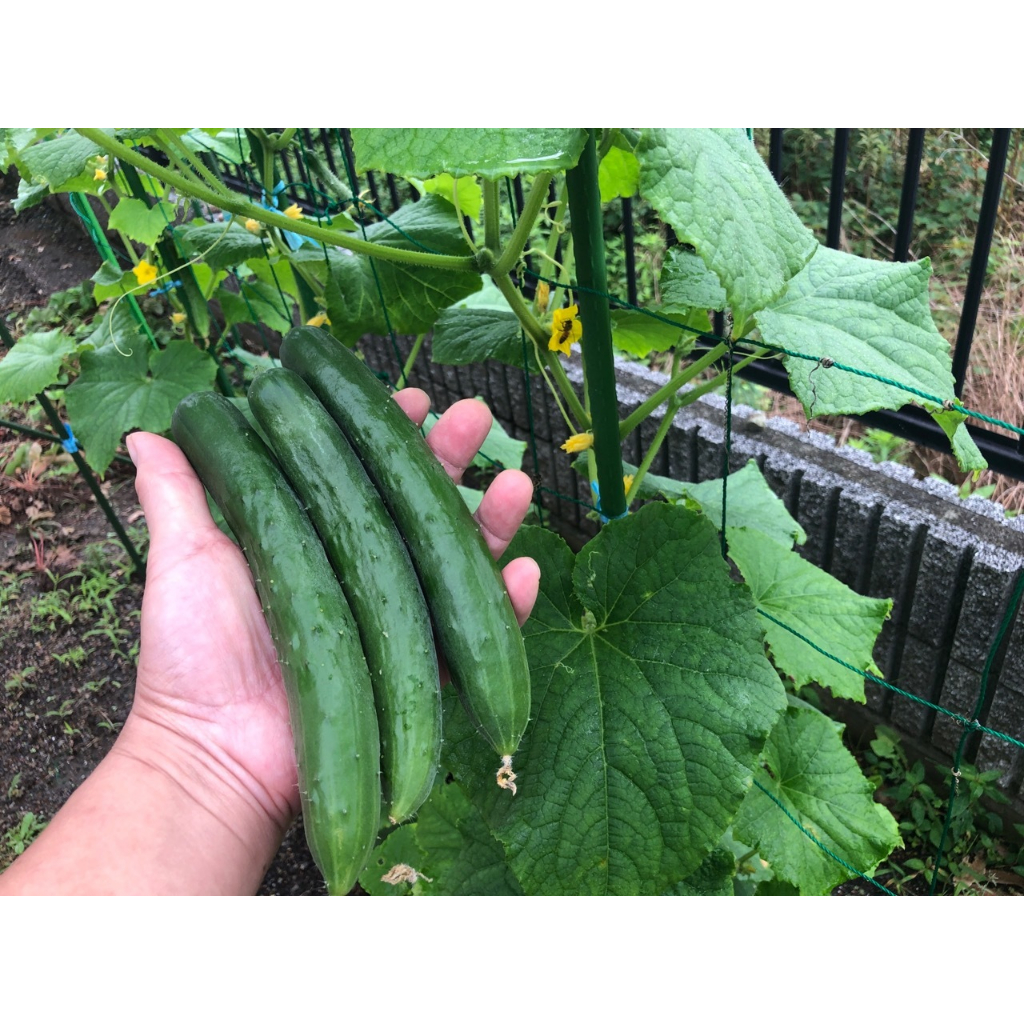 Hạt Giống Dưa Leo Nhật F1 - Phú Nông Seeds