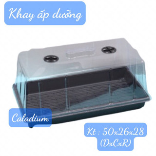 Hộp ươm cây , Khay dưỡng cây , bảo vệ cây kiểng có nắp chụp chống côn trùng