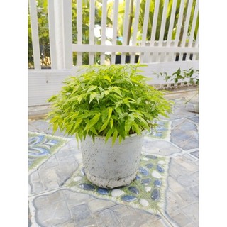 Cây Trúc Chỉ- tặng kèm phân bón