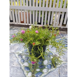 Cây Hoa Mười Giờ- tặng kèm phân bón