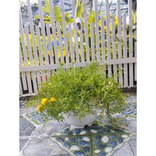 Cây Hoa Mười Giờ- tặng kèm phân bón