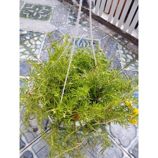 Cây Hoa Mười Giờ- tặng kèm phân bón