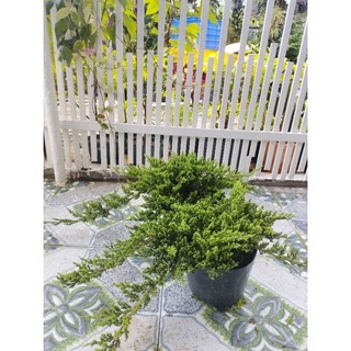 Cây Ngoạ Tùng (tùng lá kim,tùng xà)- tặng kèm phân bón