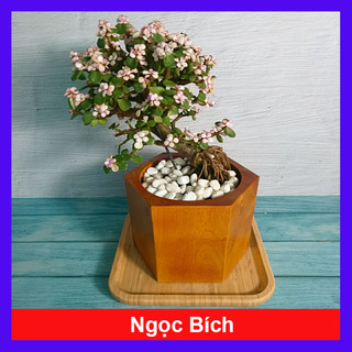 Cây Ngọc Bích - Cây Đô La Hồng - Cây cảnh bonsai để bàn