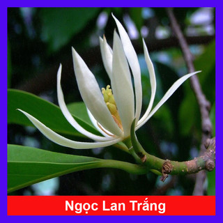 Cây Hoa Ngọc Lan Trắng - hoa thơm ngào ngạt, cây cảnh sân vườn