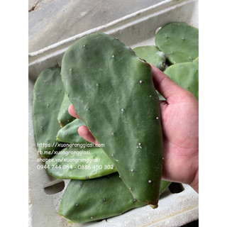 10 lá xương rồng tai thỏ già làm giống