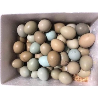 Quả Trĩ Ăn được và ấp được