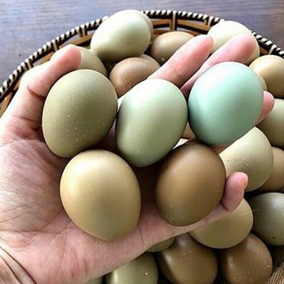 Quả Trĩ Ăn được  và ấp được