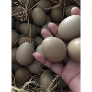 Quả Trĩ Ăn được  và ấp được