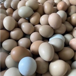 Quả Trĩ Ăn được  và ấp được