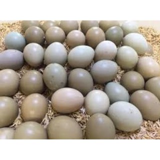 Quả Trĩ Ăn được  và ấp được