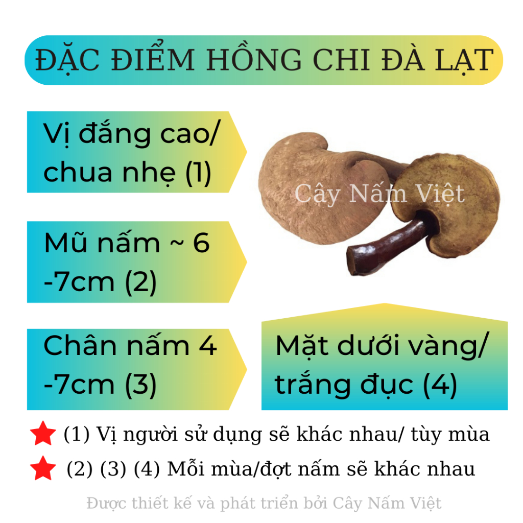 Nấm linh chi đỏ Đà Lạt cao cấp CNV 500g x 2