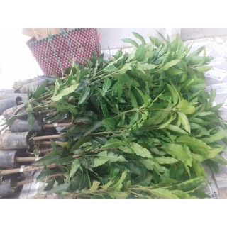 Xoài cát hòa lộc