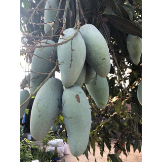 Cây giống xoài thái lan
