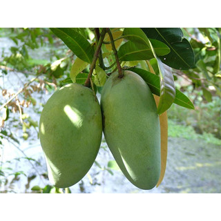 Cây giống xoài thái lan