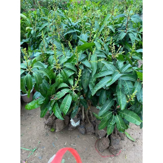 Cây giống xoài thái lan