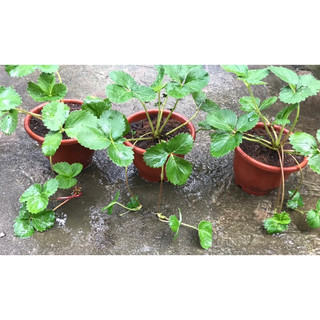 Cây dâu tây chịu nhiệt - chậu cây trưởng thành - 1 chậu