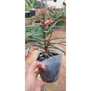 Hoa lan hoàng yến tím