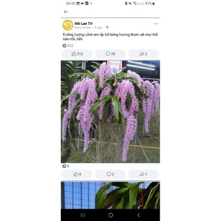 Hoa lan đuôi cáo 150k/chậu