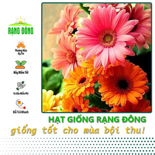 Hạt giống Hoa Cúc Đồng Tiền nhiều màu