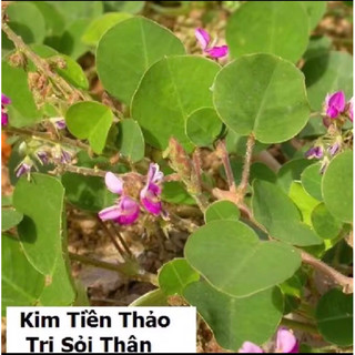 Cây kim Tiền Thảo