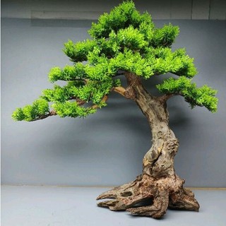 Cây gỗ lũa Bonsai dành cho bể cá cảnh,tiểu cảnh, hồ bán cạn